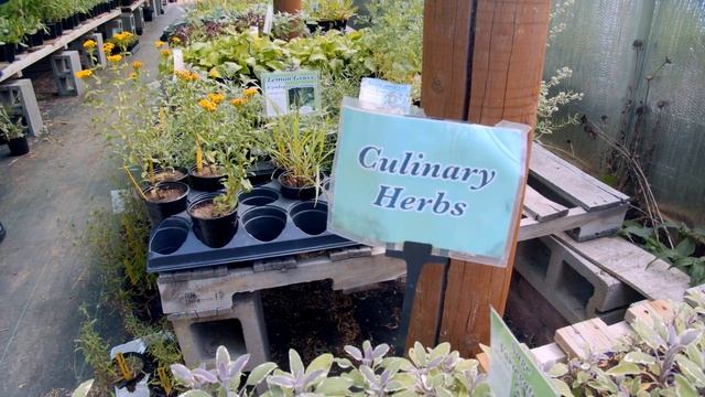 My World Too: Organic Lavender Farming with Sage Creations смотреть онлайн