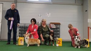 09.02.2025, СПб. Клуб "Каскад". Выставка собак САС 1 группы FCI