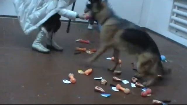 Новогоднее дог-шоу 2013 смотреть онлайн