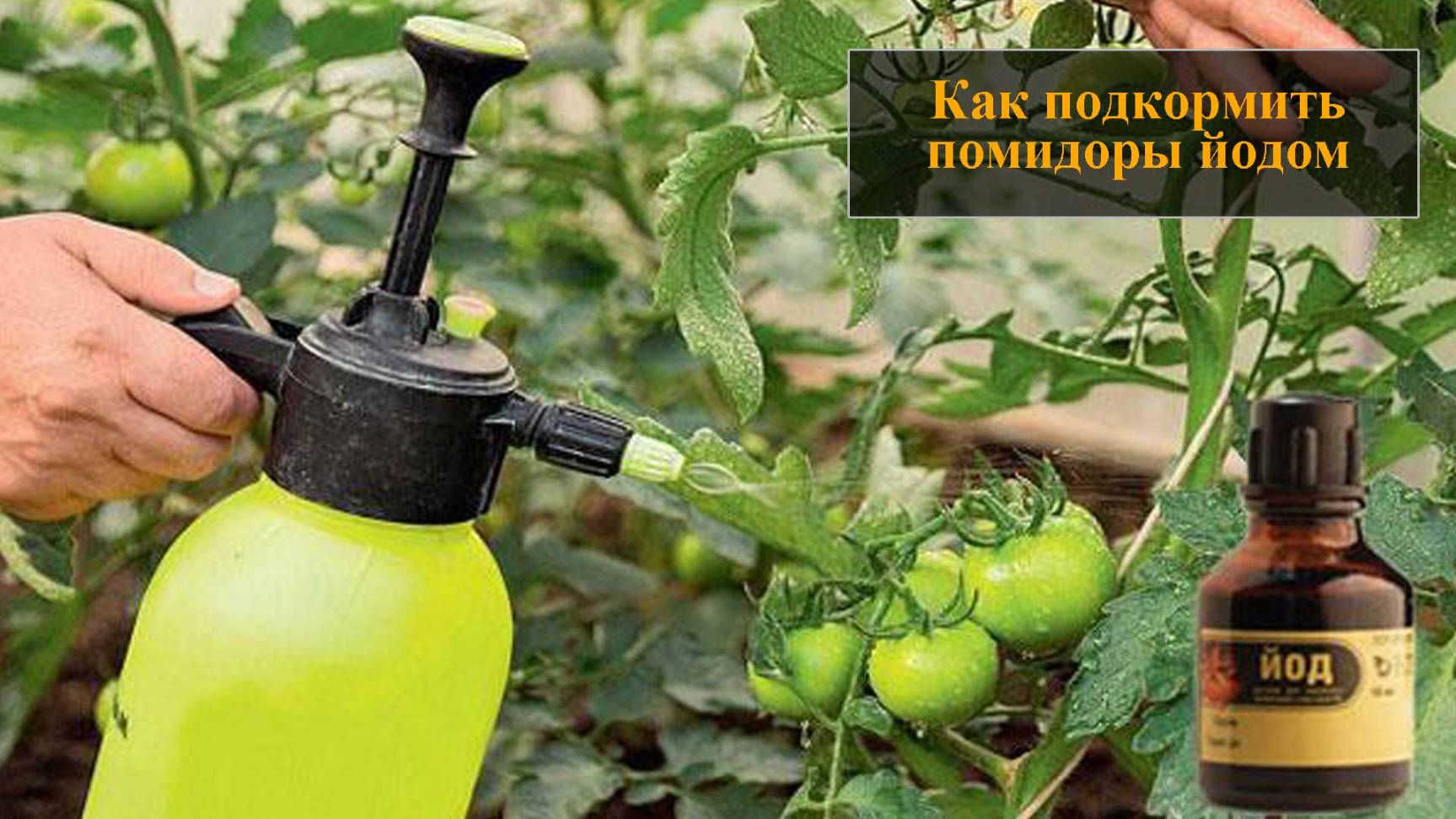 Подкормка помидор йодом смотреть онлайн