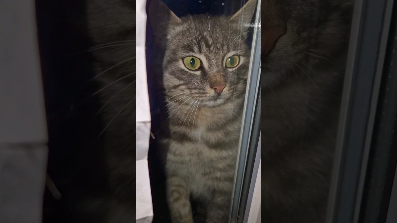 Беличий хвост⬛ #изгородавдеревню #домиквдеревне #кошки #кошкивидео смотреть онлайн