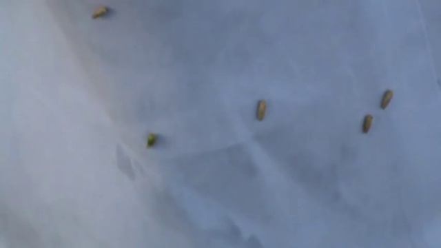 Seed dispersal of Puth kanda (Achyranthes splendens) смотреть онлайн