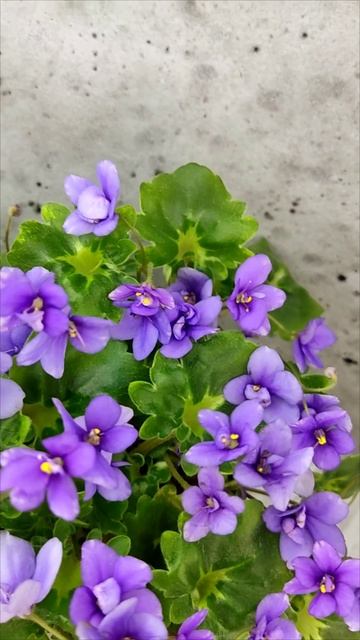 Фиалка трейлер Biscayne Trail