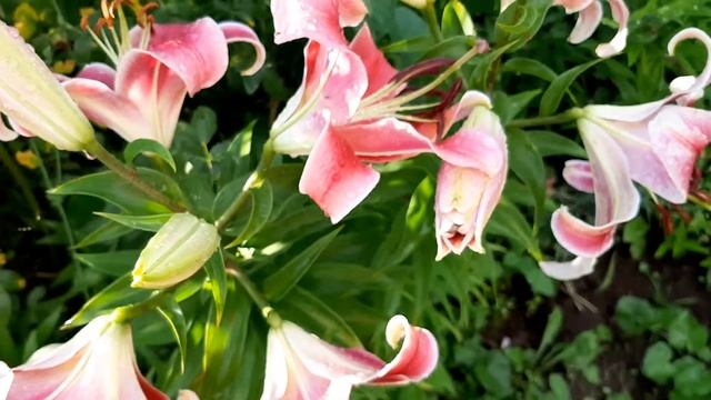 Лилии смотреть онлайн