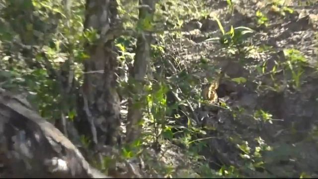 Cool Critters - Citrus Swallowtail Butterfly with James смотреть онлайн