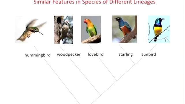 Convergent Evolution, Swahili Version смотреть онлайн