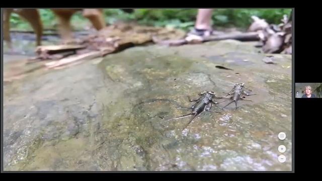 Pollinator & Rain Garden Design смотреть онлайн