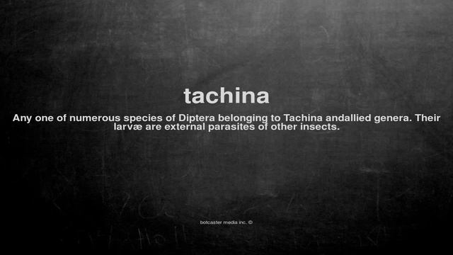 What does tachina mean смотреть онлайн