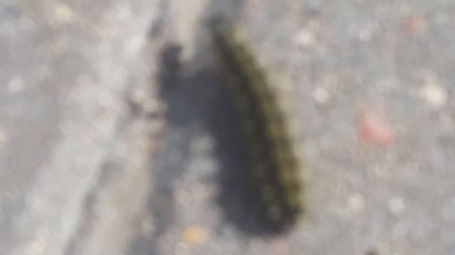 Гусеница ползет по своим делам! 20180712 155905 смотреть онлайн