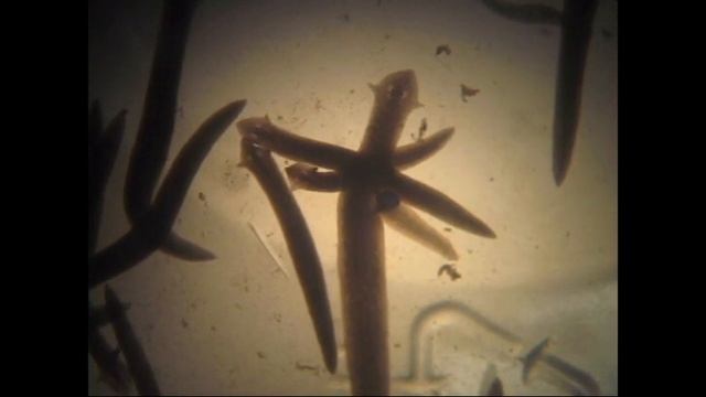 PL1: FLATWORMS смотреть онлайн
