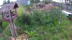 15 07 2017г вишни и дюки Кормилица , Спартанка.