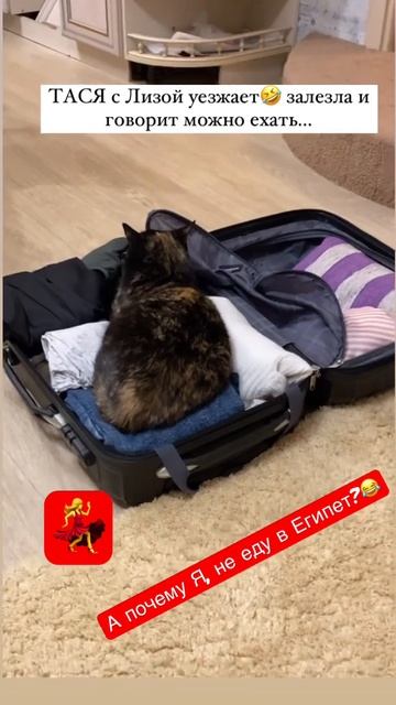 Египет🤣😅#sherts смотреть онлайн