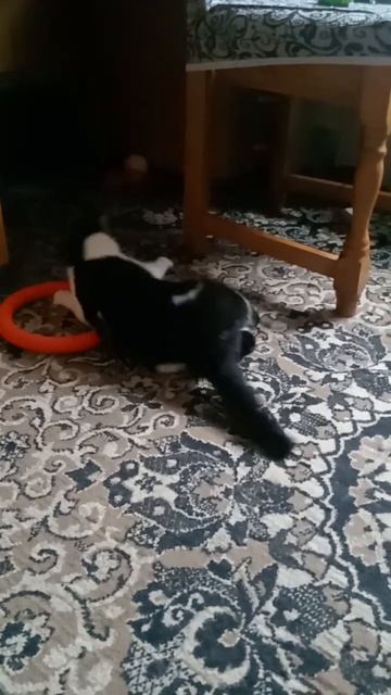 Нашла вкусняшку Чернуши и теперь играю с ней...