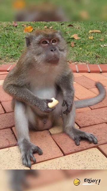 Kusu Island - Singapore Southern Island 🏝️- Monkeys, Butterfly, Owls, Otters 👍are spotted at Kusu. смотреть онлайн