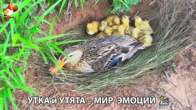 Утка и Утята – мир нежных эмоций 🦆🤗❣️часть (45) смотреть онлайн