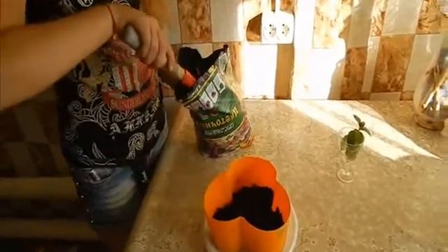 Посадка черенка мяты смотреть онлайн