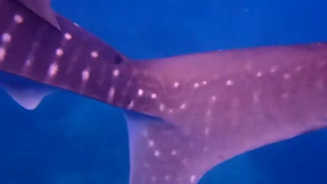 Whaleshark Rhincodon typus Cebu Close-up смотреть онлайн