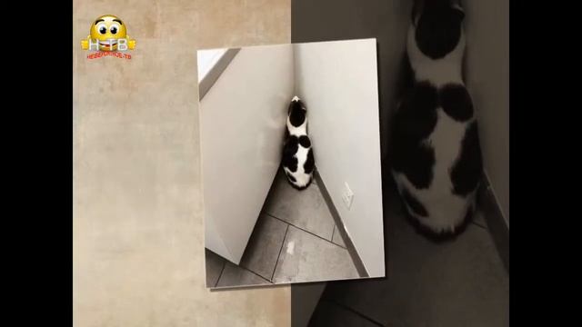 ТОП 16 Котов Которые Думают Что Отлично Спрятались смотреть онлайн