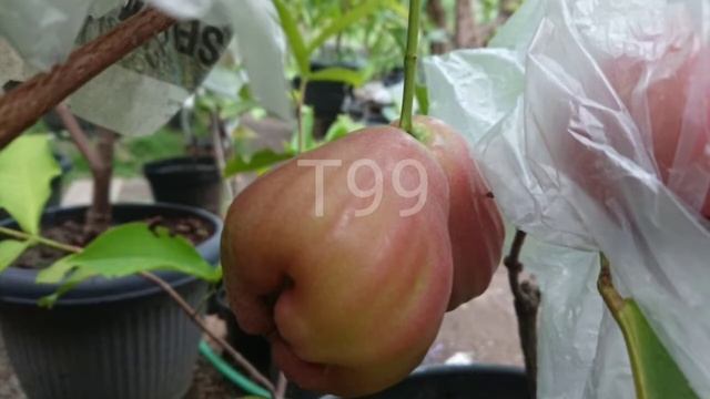 Foto jambu air king rose apple musim 2020 смотреть онлайн