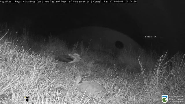 Альбатрос и заяц - #RoyalCam - Albatross and hare смотреть онлайн
