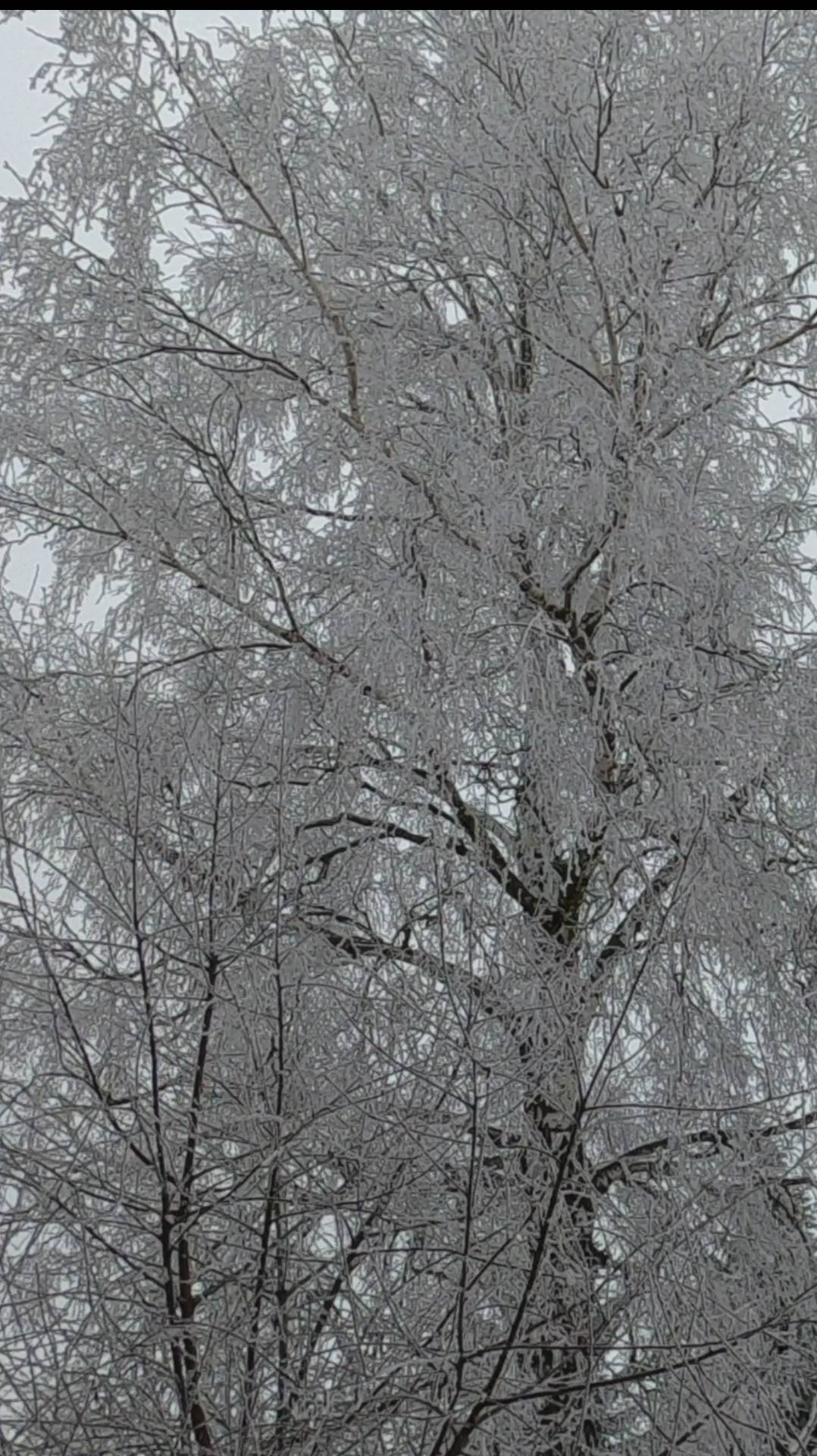Зимний иней на деревьях #зима #иней #мороз