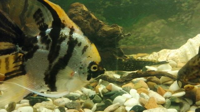 Акара бирюзовая 🔥🐠