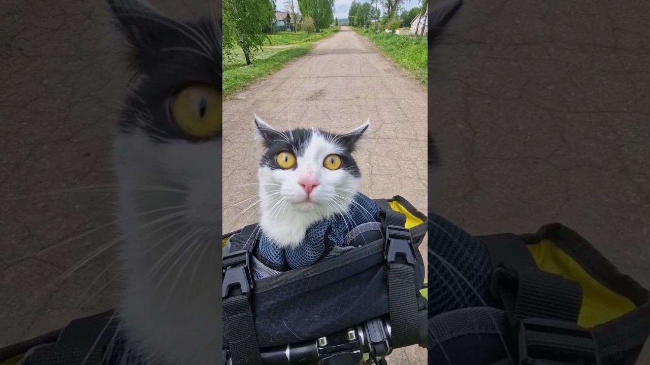 Белка на велопрогулке⬛ смотреть онлайн