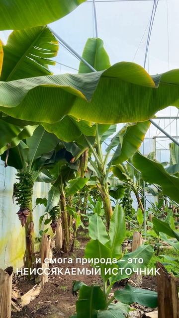 Для тех, кто в поисках энергии