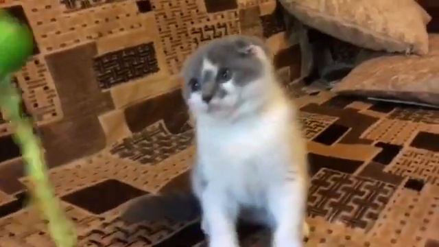 Мальчик( SFS a 03) Отец-Чикко Zeus (SFS 71 a) смотреть онлайн