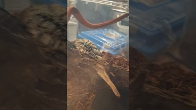 Купил Маиского Полоза. Переселение в новый дом. Замена старой кожи Полоз. смотреть онлайн