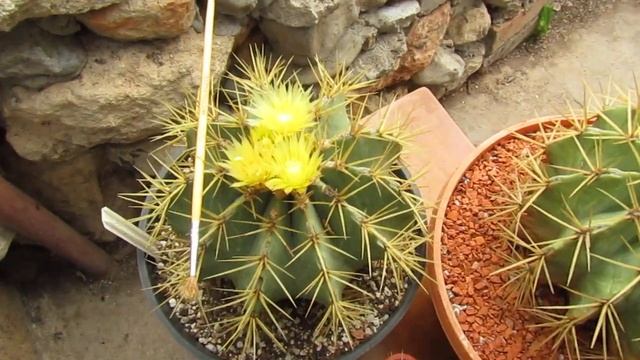 Ferocactus glaucescens смотреть онлайн