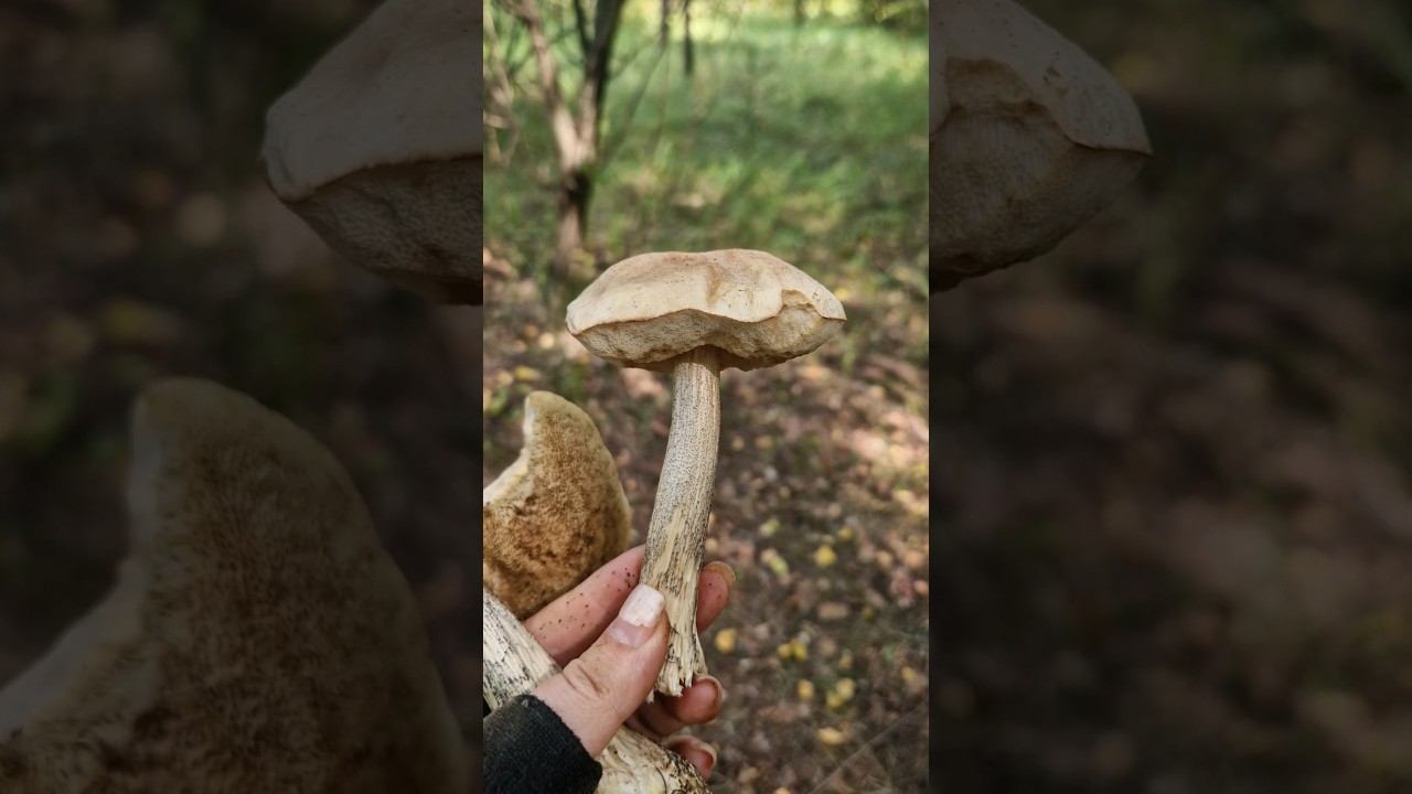 ГрибалкаПомогите! смотреть онлайн