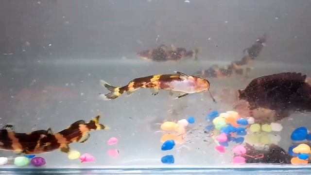 Pseudomystus siamensis смотреть онлайн