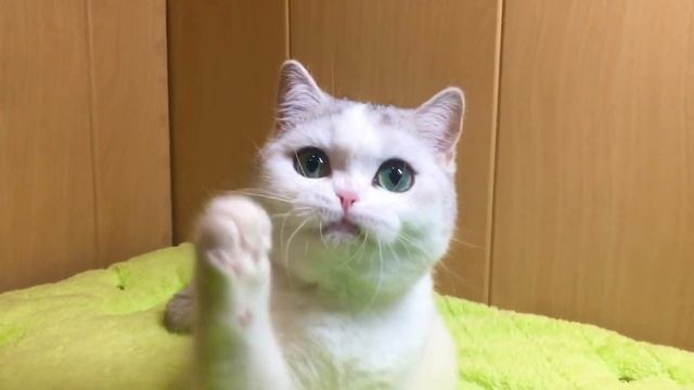 Кошечка шотландский страйт, окрас серебристый затушёванный арлекин смотреть онлайн