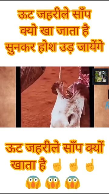 ऊट जहरीले साँप क्यों खा जाता है 😱 why camel eat snake / uth saap kyu khata hai / camel #shorts смотреть онлайн