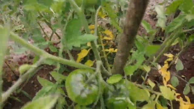 Помидоры сорта