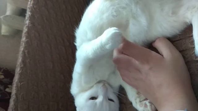 Кошка куснула смотреть онлайн