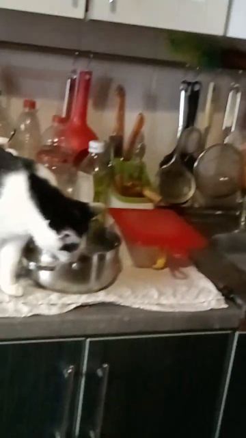 Контролирую, правильно ли хозяин чистит картошку или не ;-)