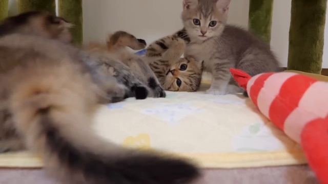A cute kitten who doesn't like having his ears cleaned and resists by saying "meow" смотреть онлайн