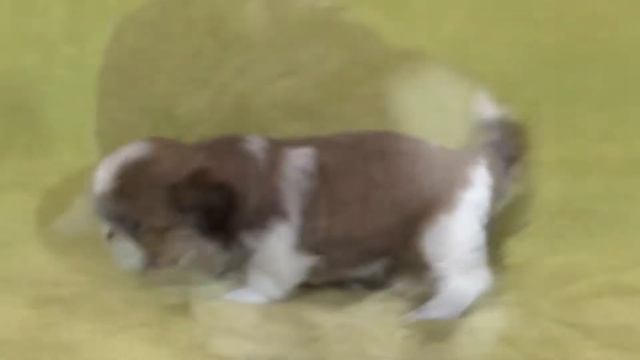 Жилен Ши Челеста смотреть онлайн