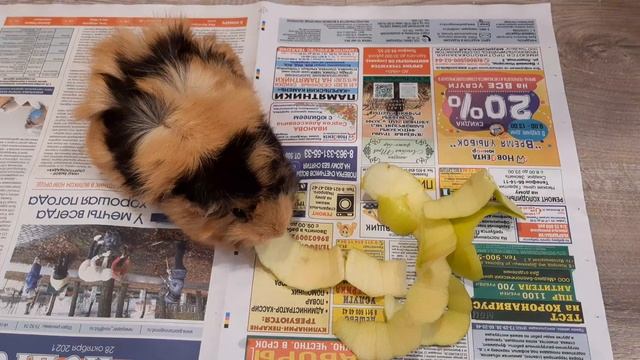 Эмма 33 🐾🐾Морская свинка guinea pig смотреть онлайн