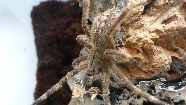 @ Philip fish 50 young ( #PhoneutriaNigriventer ) #Brazilianwanderingspider being nice for once смотреть онлайн