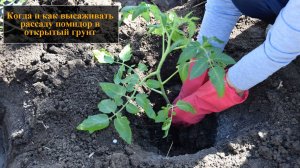 Когда и как высаживать рассаду помидор в открытый грунт