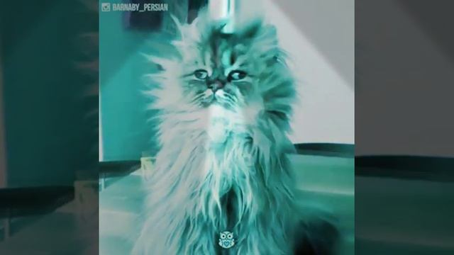 Вечеринка котов смотреть онлайн