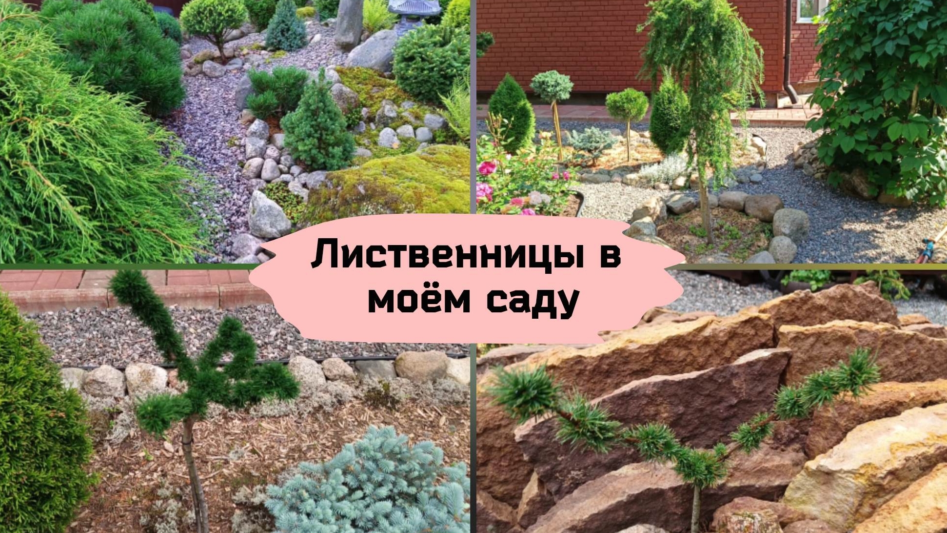 Лиственницы в моём саду. смотреть онлайн