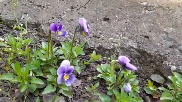 Виола, фиалка трехцветная смотреть онлайн
