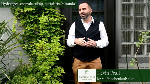 Miranda Climbing Hydrangea - Landscaping Ideas - eichenlaub смотреть онлайн