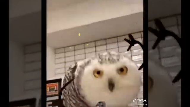 совы с руками смотреть онлайн