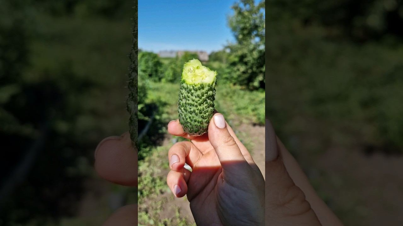 Первый огурчик смотреть онлайн