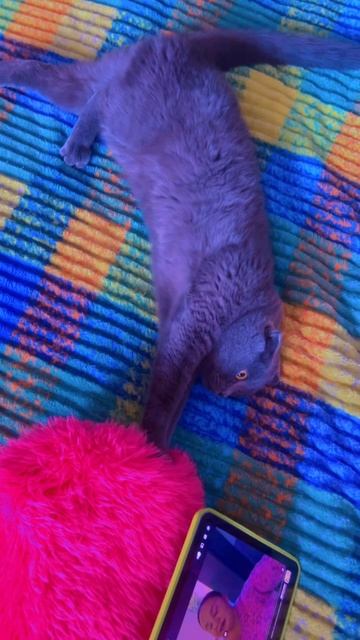 🔴КОТ СМОКИ🔴 смотреть онлайн